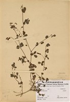 藏品(三點金草)的圖片